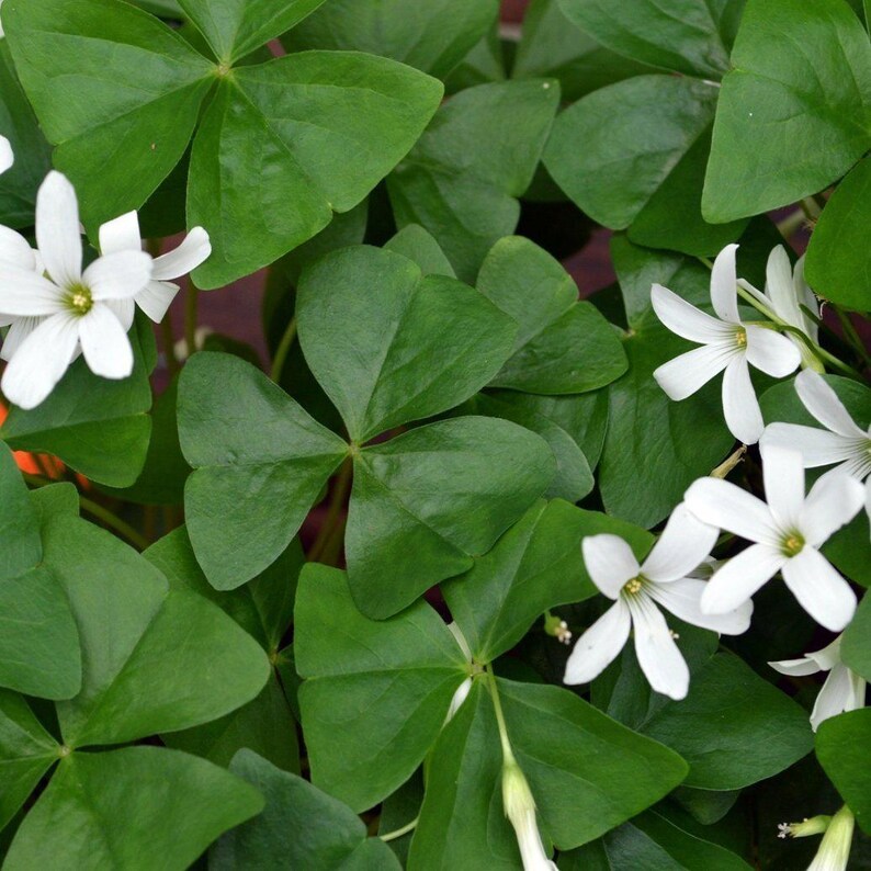 Easy to Grow Bulbs Oxalis Regnellii Lucky Shamrock - Thumbnail 3