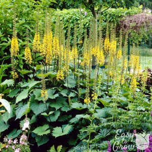 Ligularia The Rocket 1 Root - Yellow Summer to Fall Flowers Bloom in Shade from Easy to Grow