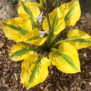 Clearance 3 Hosta - Glad Rags Bareroots/Divisions from Easy to Grow