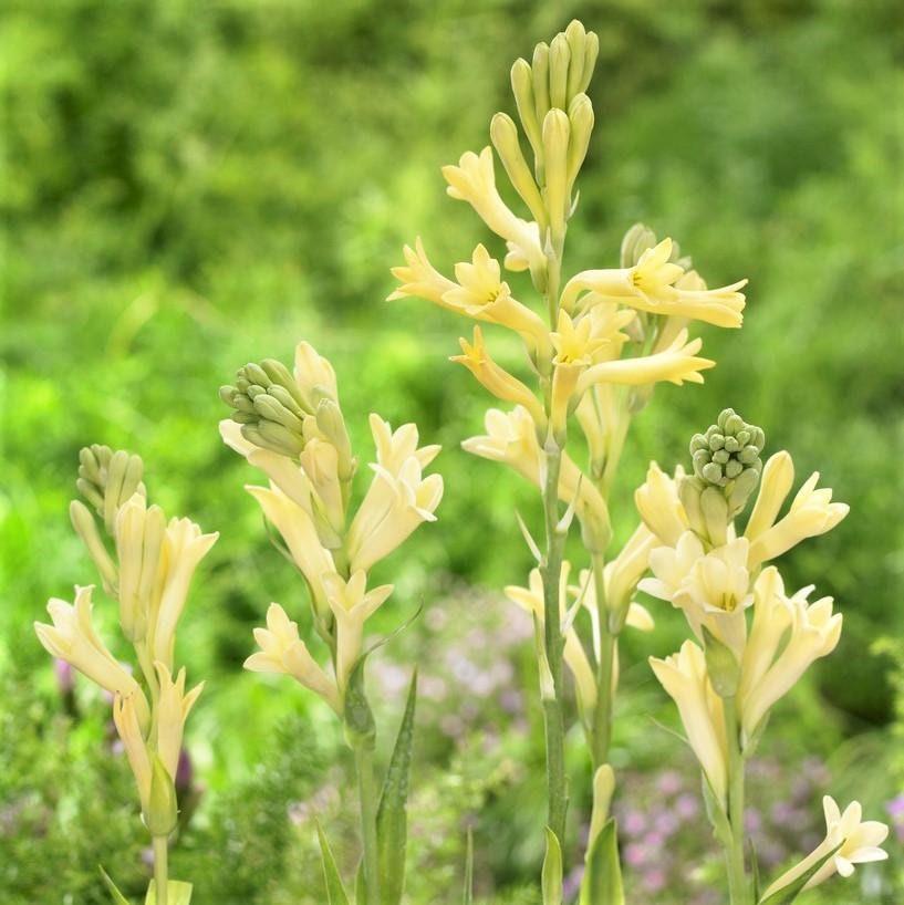 Tuberose Yellow Baby (1 Bulb)