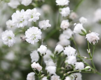 Gypsophila Baby's Breath White 3 Roots - Summer White Blooms in Sun, from Easy to Grow
