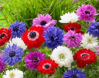 Clearance - 60 Anemone - St. Brigid Mix Flower Bulbs from Easy to Grow
