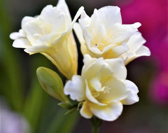 Fresia Doble Blanca, 15 bulbos de flores, floración primaveral, a pleno sol, para exterior, de fácil cultivo.