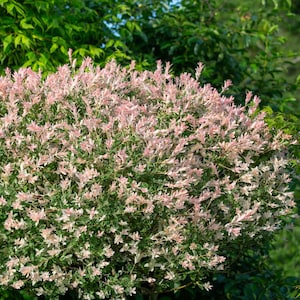 Willow Japanese Hakuro Nishiki 1 Potted Plant - Rooted in a Quart Pot, Award-Winning, from Easy to Grow (Salix)