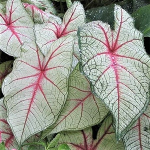 3 Caladium - White Queen Flower Bulbs from Easy to Grow