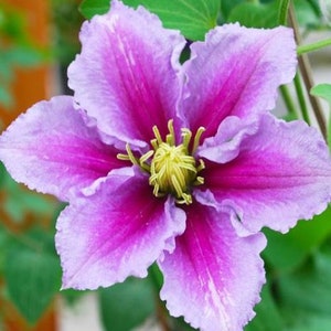 1 Pack Clematis Plant - Piilu Potted Plant from Easy to Grow