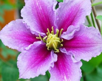 1 Pack Clematis Plant - Piilu Potted Plant from Easy to Grow