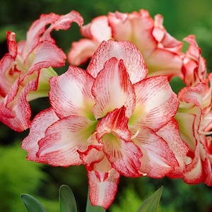 Amaryllis Double Record Flower Bulb, Indoor Holiday Outdoor Zones 9-11 Partial Sun, from Easy to Grow