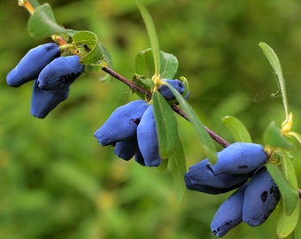 1 Pack Haskap Berry - Tundra Potted Plant from Easy to Grow