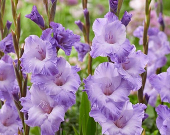 10 Gladiolus - Milka Flower Bulbs from Easy to Grow