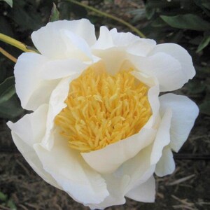 Puede incluir: Primer plano de una flor de peon&iacute;a blanca con un centro amarillo brillante. Los p&eacute;talos son en capas y delicados, con una textura suave y cremosa. La flor est&aacute; en plena floraci&oacute;n, mostrando sus intrincados detalles.