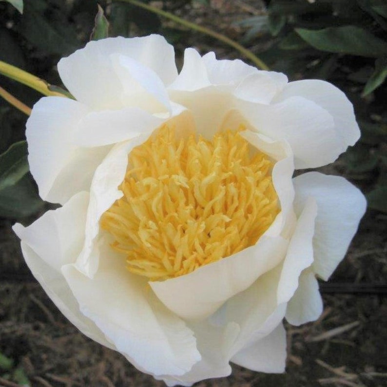 Puede incluir: Primer plano de una flor de peon&iacute;a blanca con un centro amarillo brillante. Los p&eacute;talos son en capas y delicados, con una textura suave y cremosa. La flor est&aacute; en plena floraci&oacute;n, mostrando sus intrincados detalles.