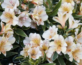 3 Pack Alstroemeria - Fabiana Potted Plant from Easy to Grow