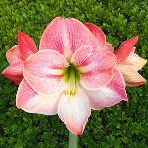 Amaryllis Apple Blossom Flower Bulb, Indoor Holiday Bloom or Outdoor Zones 9-11, from Easy to Grow