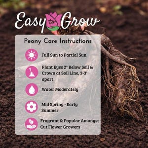 Peonía Moon of Nippon 1 División de raíz - Primavera, fragante, flores blancas y amarillas a pleno sol, fácil de cultivar. imagen 5