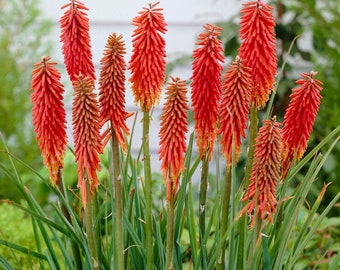 1 Kniphofia - Nancy's Red Bareroot/Division from Easy to Grow