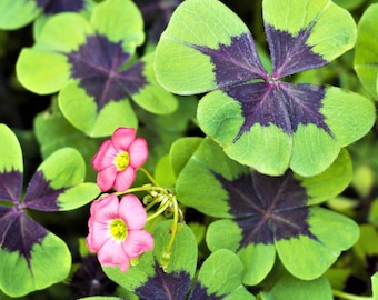 Oxalis Iron Cross Good Luck Plant 20 Flower Bulbs, Indoor Outdoor from Easy to Grow
