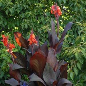 1 Canna - Tropicanna Black Flower Bulb from Easy to Grow