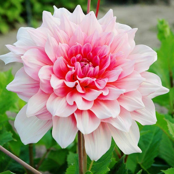 Dahlia Otto's Thrill 3 Tuber Clumps - Summer to Fall Light Pink Blooms in Sun, from Easy to Grow