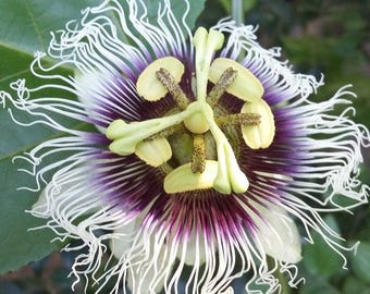 Passiflora Edulis Frederick Vine 1 Potted Plant - Summer Purple & White Blooms, Quart Pot from Easy to Grow (Passion Flower)
