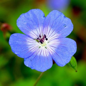 Hardy Geranium Tapestry Mix 6 Roots - Summer Colorful Flowers in Sun, from Easy to Grow (Perennial Cranesbill) image 6