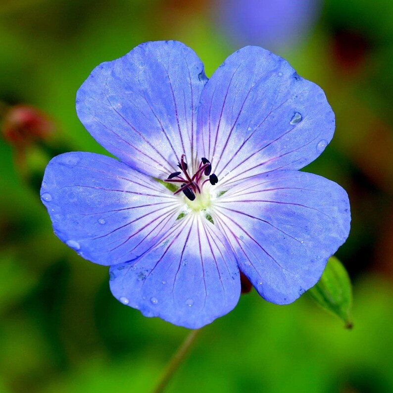 Hardy Geranium Tapestry Mix 6 Roots - Summer Colorful Flowers in Sun, from Easy to Grow (Perennial Cranesbill) image 6