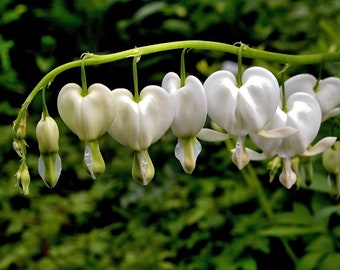 1 Dicentra - Bleeding Hearts White Bareroot/Division from Easy to Grow