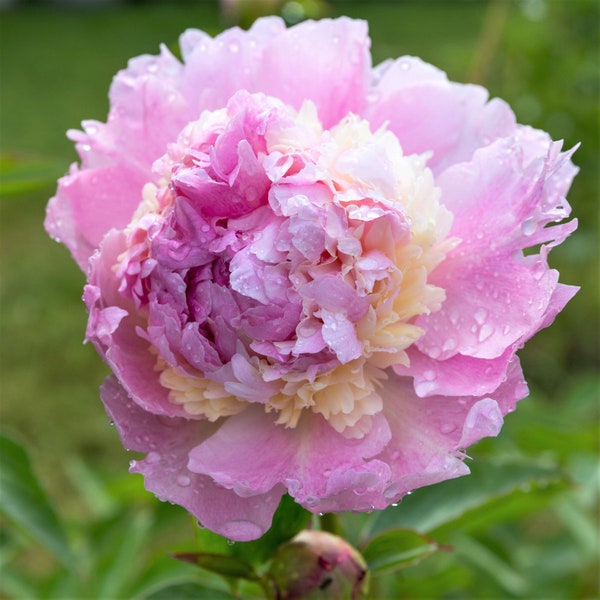 Clearance 1 Peony - Raspberry Sundae Bareroot/Division from Easy to Grow