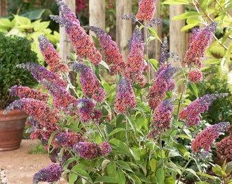 3 Pack Buddleia - Bicolor Potted Plant from Easy to Grow