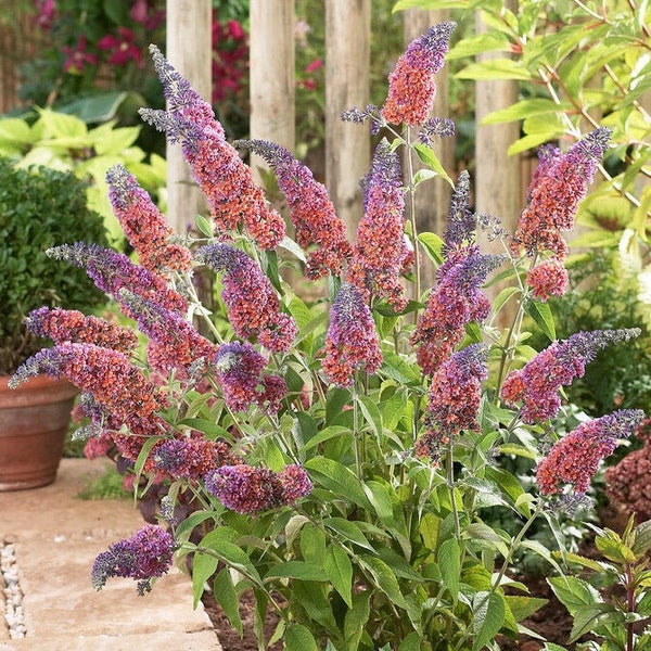 3 Pack Buddleia - Bicolor Potted Plant from Easy to Grow