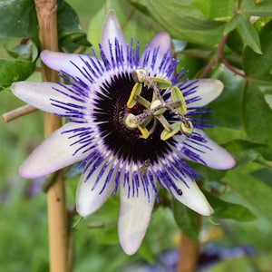 Passiflora Clear Sky Vine 1 Potted Plant - Summer Purple & Ivory Blooms, Quart Pot from Easy to Grow