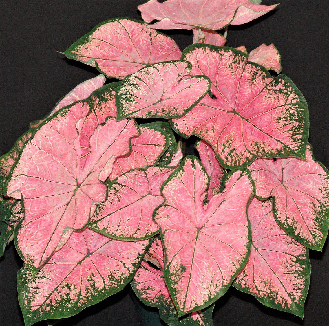 Caladium Pink Splash 3 Pack Flower Bulbs from Easy to Grow