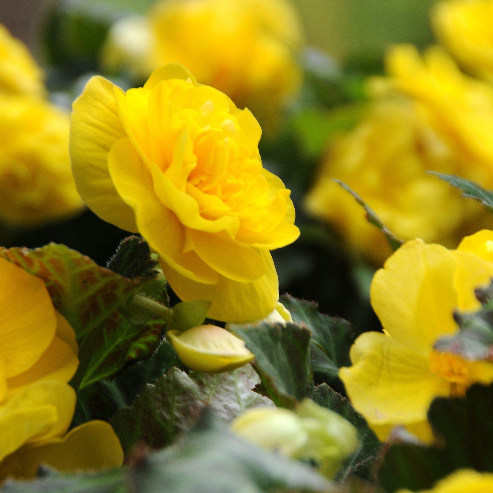 3 Begonia Roseform Yellow Flower Bulbs From Easy to Grow Etsy