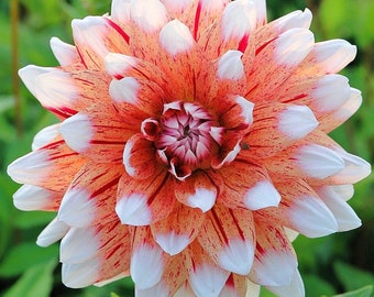 3 Dahlia - Striped Duet Divisions (Multiple Tubers) from Easy to Grow