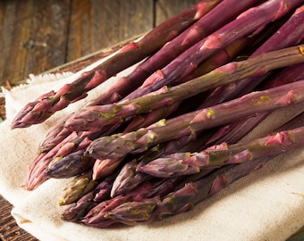Asparagus Purple Passion 10 Pack Crowns from Easy to Grow