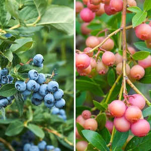 May include: Close-up of two types of berries on branches with green leaves. On the left, clusters of ripe, blue blueberries. On the right, clusters of pinkish-red berries. The berries are surrounded by green leaves.