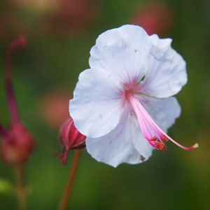 3 Geranium - Biokovo (Fragrant Perennial) Bareroots/Divisions from Easy to Grow