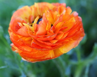 May include: A vibrant orange ranunculus flower with multiple layers of delicate, ruffled petals. The center of the bloom features a dark, deep purple to black core, while the outer petals transition into lighter shades of yellow and bright orange.