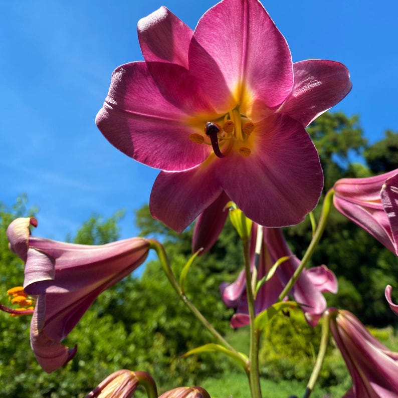 Easy to Grow Bulbs Trumpet Lily - Thumbnail 2