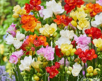 Freesia Doubles Mix 15 Flower Bulbs, Spring Blooms Full Sun Outdoor from Easy to Grow