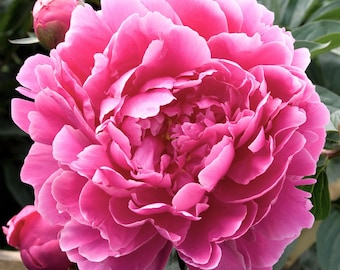 Peony Dr Alexander Flemming 1 Root Division - Spring Pink Fragrant Blooms in Sun, from Easy to Grow