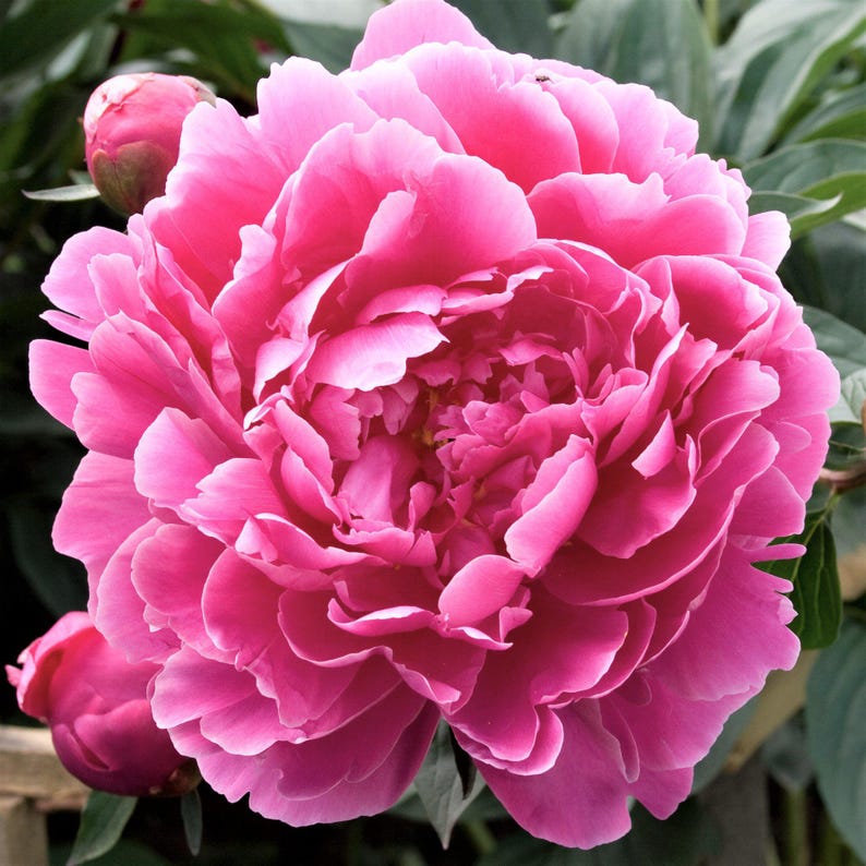 Peony Dr Alexander Flemming 1 Root Division - Spring Pink Fragrant Blooms in Sun, from Easy to Grow image 1