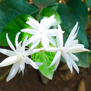 Jasmine Sambac Belle of India 1 Potted Plant - Rooted in a Quart Pot, Summer Fragrant Large White Blooms (Arabian Flower)