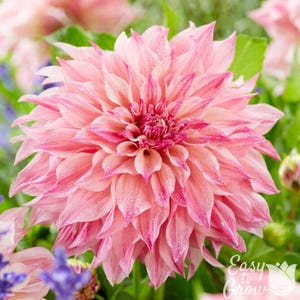 Dahlia Cafe au Lait Royal 3 Tuber Clumps - Summer to Fall Pink Blooms in Sun, from Easy to Grow