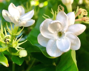 Jasmine Sambac Maid of Orleans - 1 Potted Plant Rooted in a Quart Pot, Spring to Fall Fragrant White Blooms (Philippine Flower)