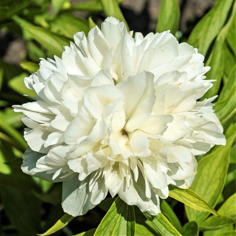 Peony Alba Plena 1 Root Division - Fragrant Spring Flowers Bloom in Sun, from Easy to Grow image 3