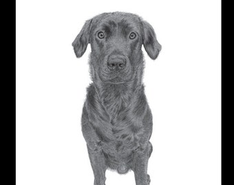 BLACK LABRADOR - Dog Greetings Card - Blank Inside For All Occasions - Print From An Original Pencil Drawing