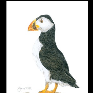 ATLANTIC PUFFIN - Cartão de saudações de vida selvagem/pássaro - Impressão de um desenho a lápis original de Joanne T Kell - Cartão em branco