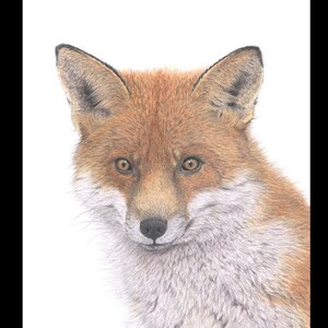 Biglietto di auguri per la fauna selvatica VOLPE ROSSA - Stampa da un disegno a matita originale di Joanne T Kell