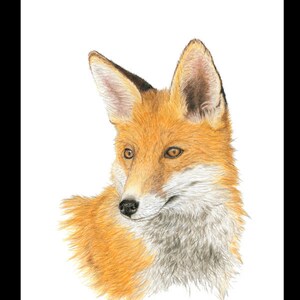 Biglietto di auguri per la fauna selvatica VOLPE ROSSA - Stampa da un disegno a matita originale di Joanne T Kell